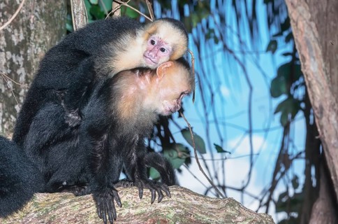 White-faced capuchin monkey (Cebus capucinus) carries her young on her back, Manuel Antonio