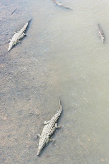 American Crocodiles (Crocodylus acutus) bathing, Tarcoles river, Jaco, Costa Rica