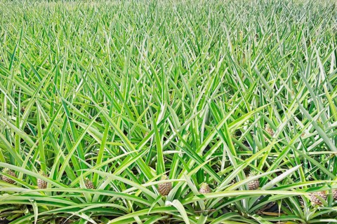 Pineapple plantation, Costa Rica, Central America