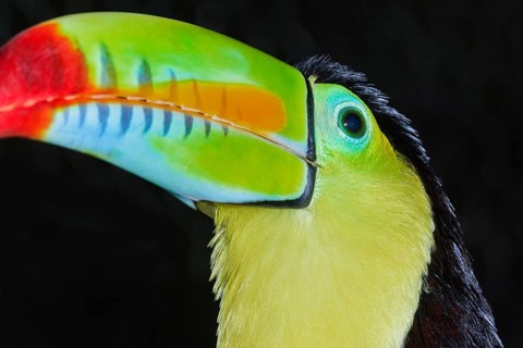 Keel-billed toucan (Ramphastos sulfuratus), Costa Rica, Central America