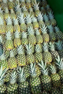 Harvested organic pineapples, Costa Rica, Central America