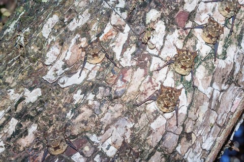 Long-nosed bats (Rhynchonycteris naso) camouflaged on a tree trunk, Manuel Antonio National Park,