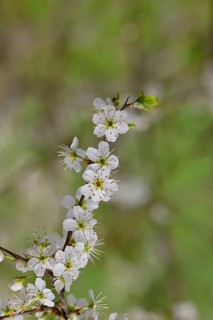 Flowering twig, blackthorn (Prunus spinosa), also known as blackthorn, Wilnsdorf, North