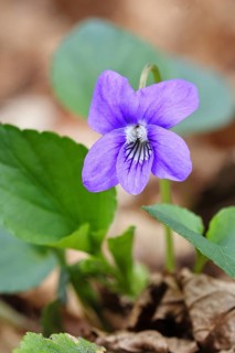 Grove violet (Viola riviniana), flower, in a beech forest, Wilnsdorf, North Rhine-Westphalia,