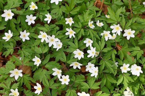 Wood anemone (Anemone nemorosa), flowers in a beech forest, spring, Wilnsdorf, North
