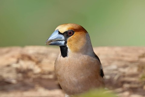 Hawfinch (Coccothraustes coccothraustes), male, animal portrait, North Rhine-Westphalia, Germany