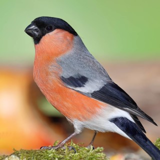 Bullfinch (Pyrrhula pyrrhula), male, sitting on moss, Wilnsdorf, North Rhine-Westphalia, Germany