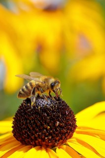 European honey bee (Apis mellifera), collecting nectar from a yellow coneflower (Echinacea