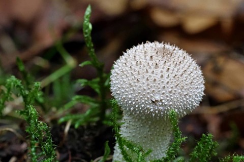 Bottle dust fungus, bottle dust fungus, bottle bovist, bottle bovist (Lycoperdon perlatum,