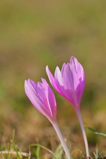 Autumn crocus (Colchicum autumnale), half-opened flowers in a meadow, endangered, protected