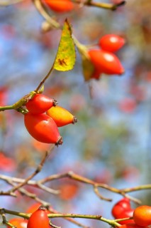 Ripe rosehip fruit of the dog rose (Rosa canina) on a branch, close-up, Wilnsdorf, North