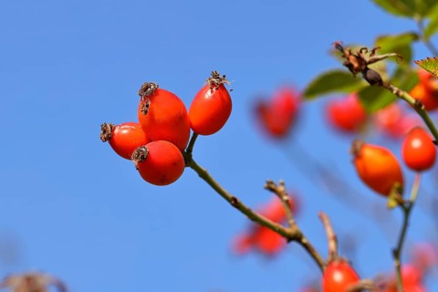 Ripe rosehip fruit of the dog rose (Rosa canina) on a branch, in front of a blue sky, Wilnsdorf,