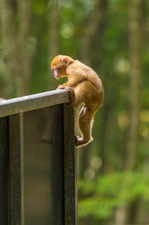 A little monkey climbs curiously on the railing in the forest, Affenberg Salem, Lake Constance