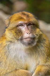 Close-up of a monkey with detailed fur structure and calm face, Affenberg Salem, Lake Constance