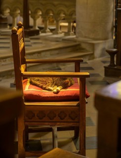 Cat sleeping on an armchair in the chancel, Saint Martin Church, Yport, Seine-Maritime, France