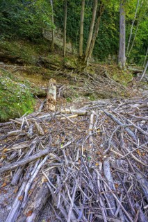 Driftwood in the Erlauf gorge, Purgstall an der Erlauf, Lower Austria, Austria