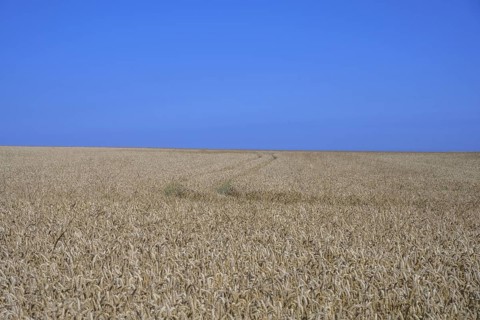 Crop field in front of a blue sky, Yport, Seine-Maritime, France