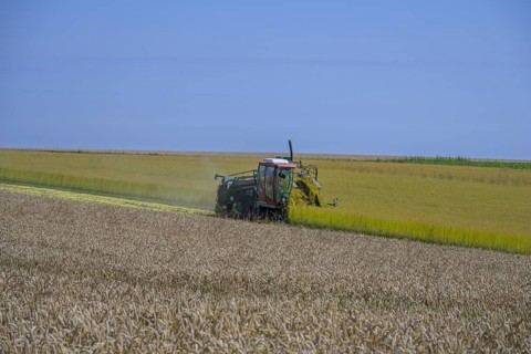 In the foreground grain field, behind it a linseed harvester, Yport, Seine-Maritime department,