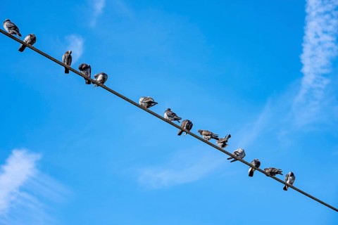 Pigeons on a power line, Germany