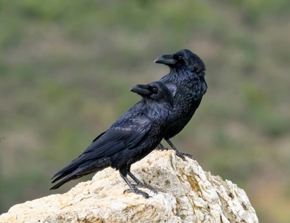 Pair of common ravens (Corvus corax) on a rock, Extremadura, Spain