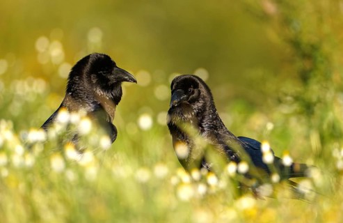 Pair of common ravens (Corvus corax), courtship display in a camomile field, Extremadura, Spain