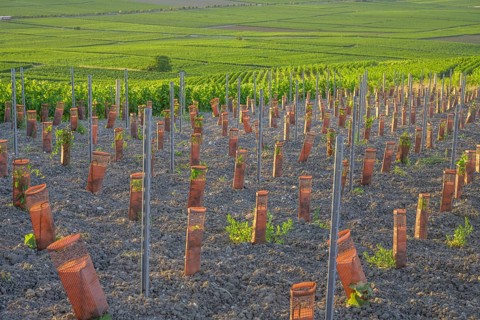 Young vine plants protected by sleeves, Verzenay, Marne, France