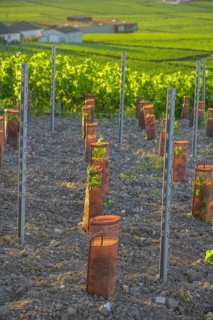 Young vine plants protected by sleeves, Verzenay, Marne, France