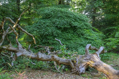 Lying tree trunk in the Faux de Verzy beech forest, Verzy, Marne, France