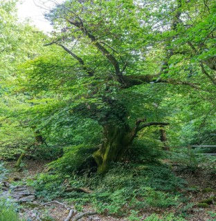 Faux de Verzy beech forest, Verzy, Marne, France
