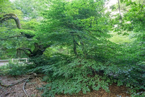 Faux de Verzy beech forest, Verzy, Marne, France