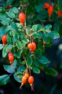 Rose hips on a bush, summer, Germany