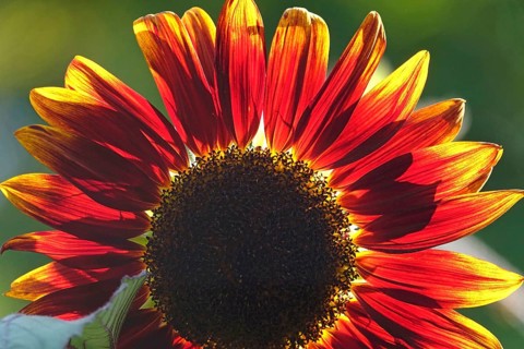 Blooming red sunflower, translucent, summer, Germany