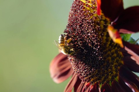 Red sunflower, summer, Germany