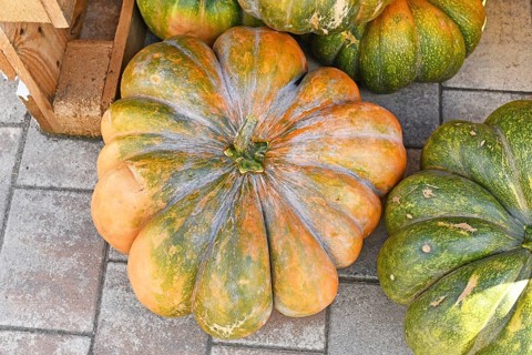 Top view of Musquée de Provence pumpkin with orange and green color