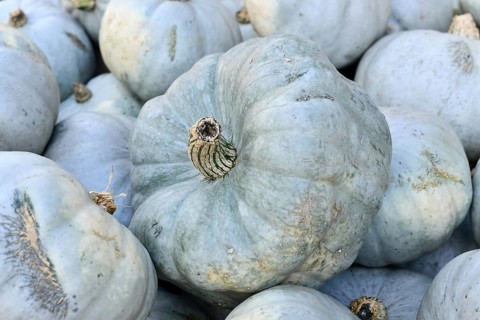 Close up of muted Queensland Blue or blue Jarrahdale pumpkin in a pile