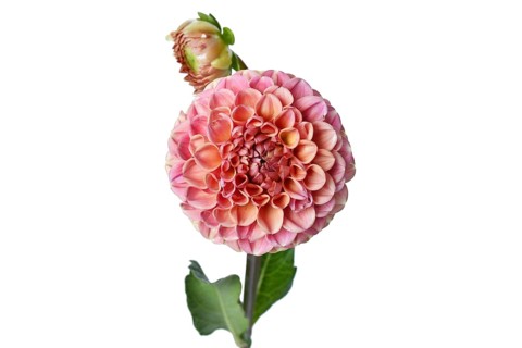 Peach colored Ball Dahlia flower in full bloom on white background
