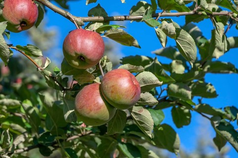 Ripe apples (Malus), on the tree, Franconia, Bavaria, Germany