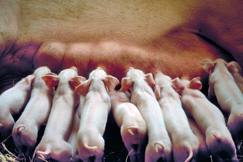 Piglets (Sus scrofa domesticus) suckling with their mother sow, Franconia, Bavaria, Germany