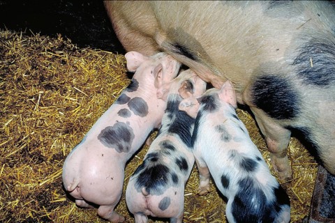 Piglets of the Pietrain breed (Sus scrofa domesticus) suckling with the mother sow, Franconia,