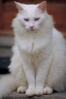 White domestic cat (Felis catus), Tuscany, Italy