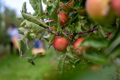 Apples ready for harvest at a fruit farm in the Palatinate