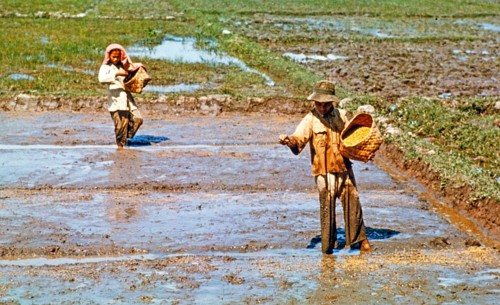 Sowing seeds, traditional labour intensive rice farming in wet paddy field, Malaya, Malaysia, south