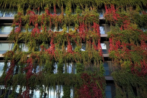 Windows are overgrown, climate-neutral façade greening on the new building, autumn colouring,