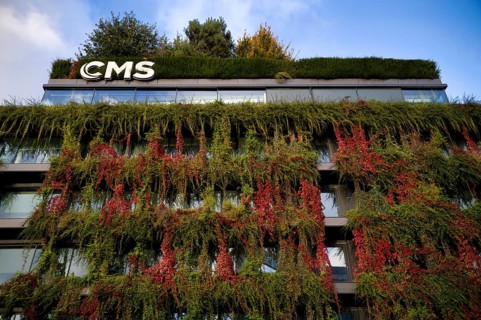 Windows are overgrown, climate-neutral façade greening on the new building, autumn colouring,