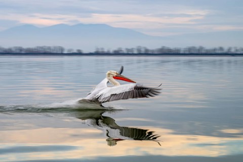 Dalmatian Pelican (Pelecanus crispus), Dalmatian Pelican, landing, long exposure, Lake Kerkini,