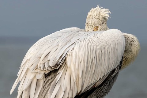Dalmatian Pelican (Pelecanus crispus), Dalmatian Pelican, roosting, close up, in its plumage, Lake