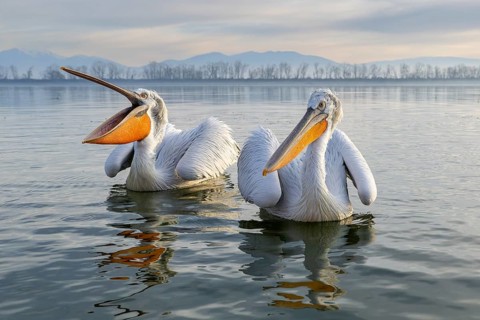 Dalmatian Pelican (Pelecanus crispus), Dalmatian Pelican, swimming, in its plumage, Lake Kerkini,
