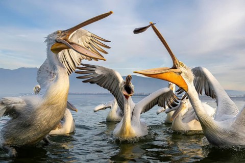 Dalmatian Pelican (Pelecanus crispus), Dalmatian Pelican, fighting, Lake Kerkini, Greece