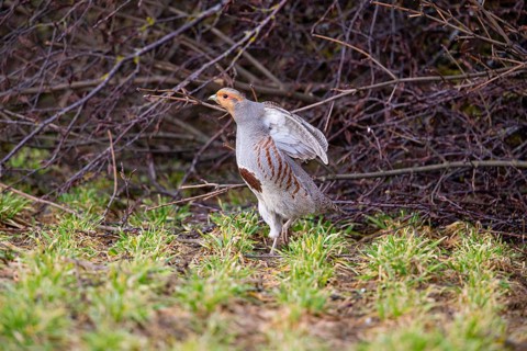 Grey partridge (Perdix perdix) Germany
