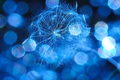 Dandelion, macro photography, summer, Germany